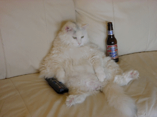 voila le chat