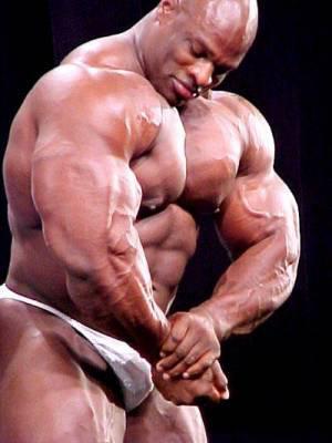 les muscels