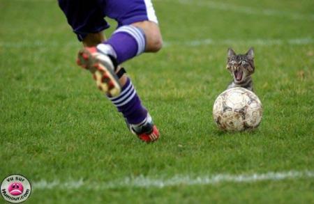 gar de ball