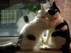 bouch a bouch  de chat